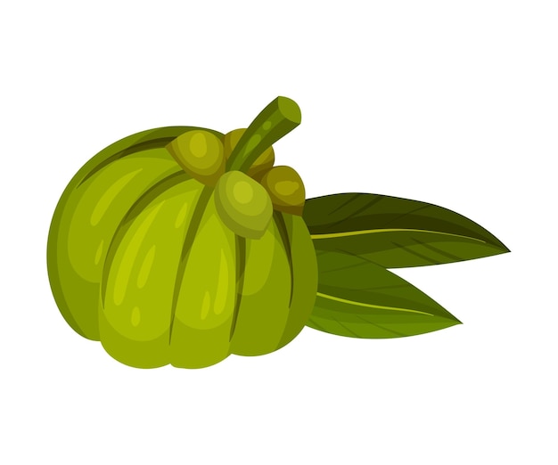 Garcinia Cambogia Fruit with Oblong Green Leaves ベクトルイラスト ガーシニアカンボジアの果実と長い緑の葉