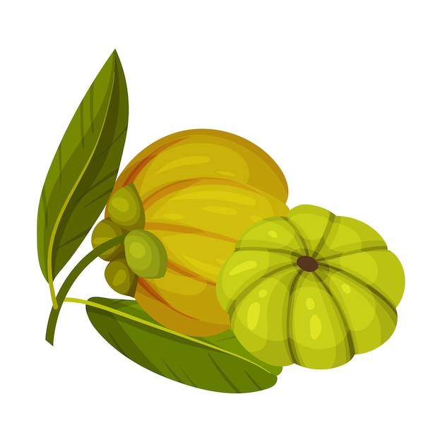 Garcinia Cambogia Fruit with Oblong Green Leaves ベクトルイラスト ガーシニアカンボジアの果実と長い緑の葉