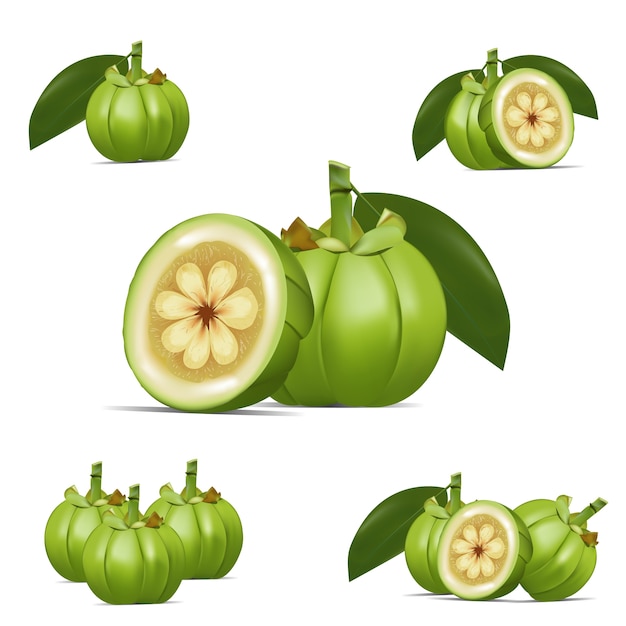 Vettore garcinia cambogia