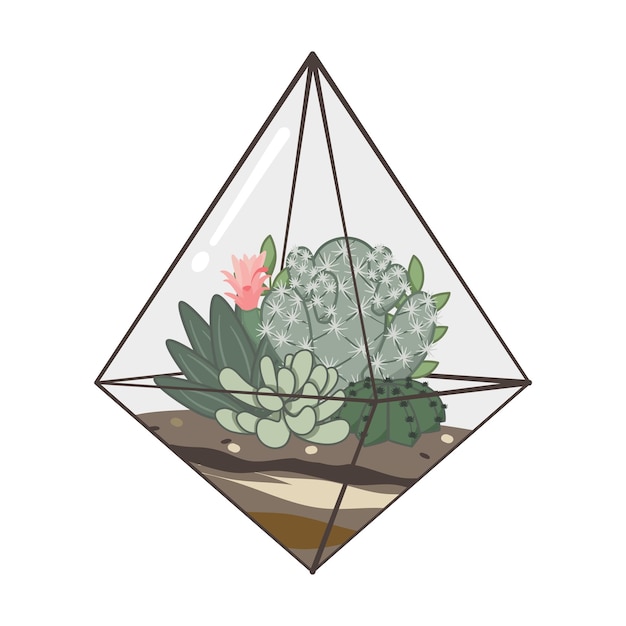 Garden of cactus and succulent plants inside a terrarium.