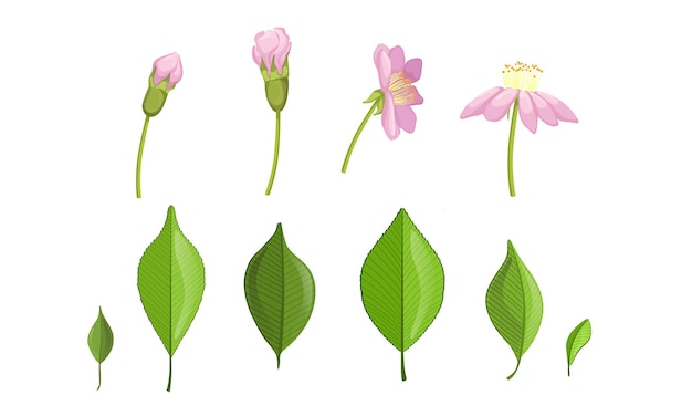 Vector garden flower and leaf growth stages pink flower flourish process vector illustration