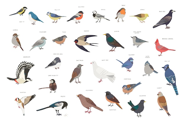 Garden little birds vector illustrations set