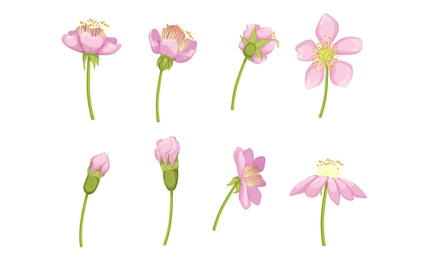 Vector garden pink flower blossom stages from bud opening to beautiful flower vector illustration