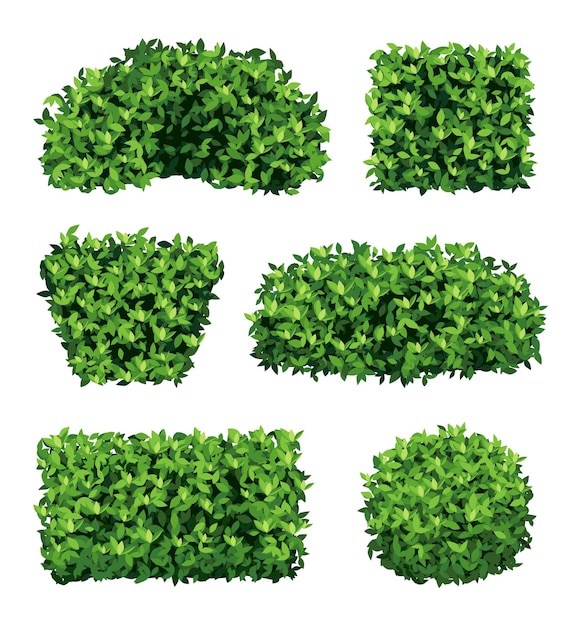 Вектор Садовый кустарник зеленые реалистичные растения для декоративного оформления достойной векторной коллекции