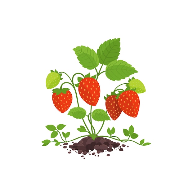 Vector garden strawberry bush plant with large red ripe berries.