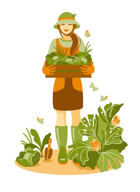 Gardener harvesting cabbage in his vegetable garden. Vector illustrator.