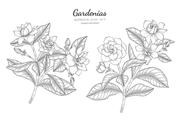 Gardenia's bloem en blad hand getekende botanische illustratie met lijntekeningen.