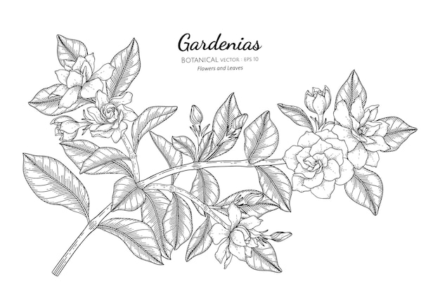 Vettore illustrazione botanica disegnata a mano di fiori e foglie di gardenie con line art