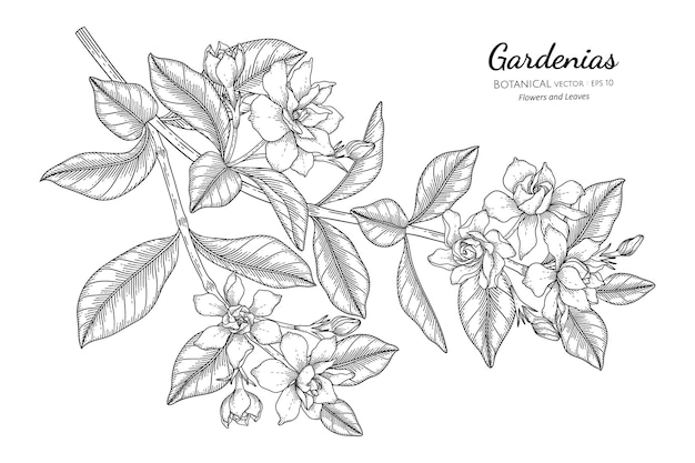 Vettore illustrazione botanica disegnata a mano di fiori e foglie di gardenie con line art.