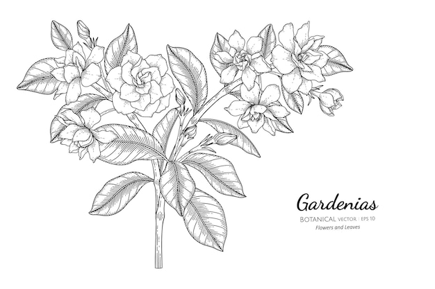 Illustrazione botanica disegnata a mano di fiori e foglie di gardenie con line art.