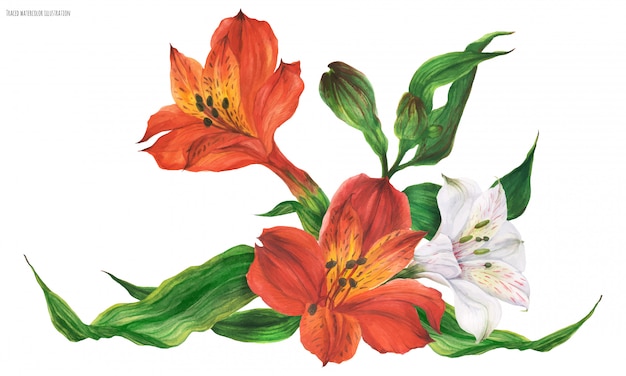 garland vignette with red and white peruvian lily flowers