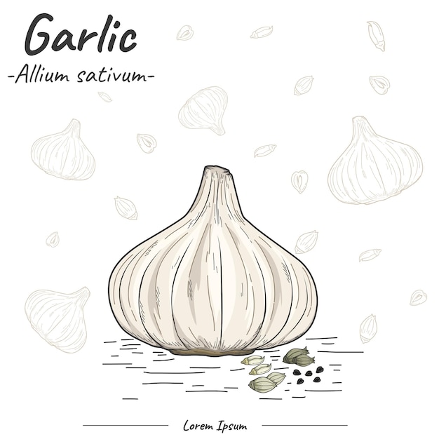 Чеснок Allium sativum изолированный