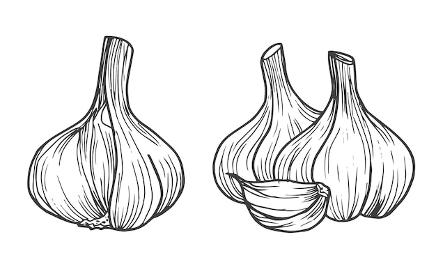 Garlic doodle sketch set in vector