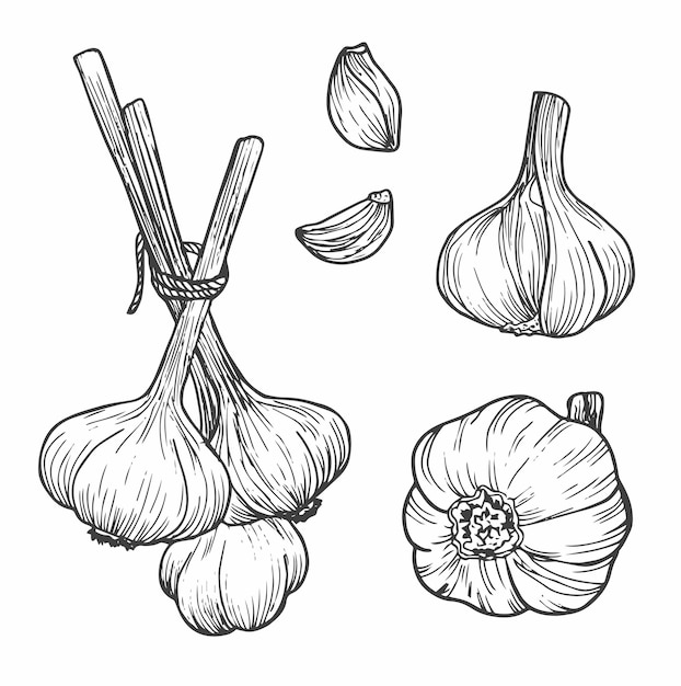 Vector garlic doodle sketch set in vector