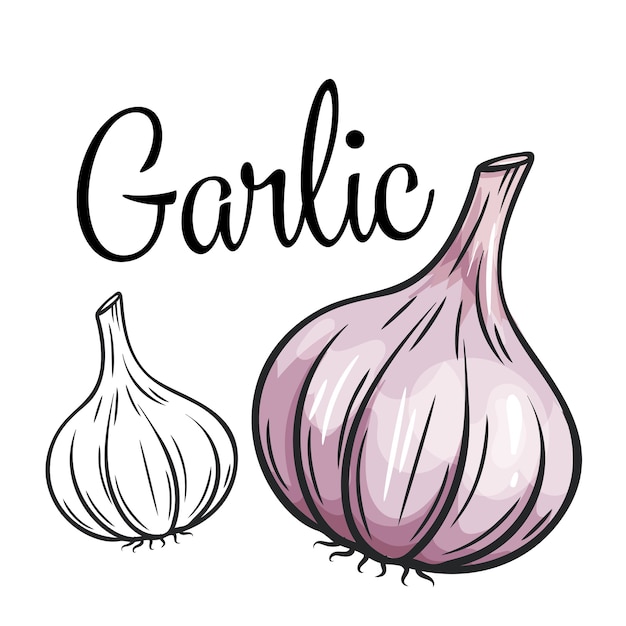 Vector garlic drawing icon