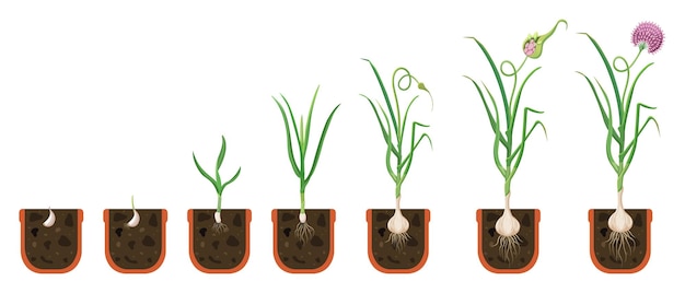 Garlic growth cycle growing bulbous vegetables in pot the process of plant growth with development r