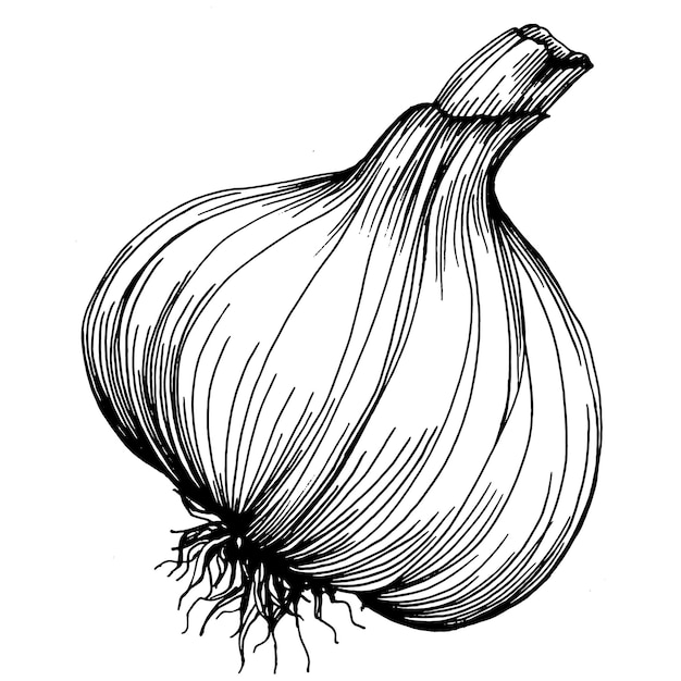 Garlic hand drawing   sketch illustration. Engraved style. Product on the agricultural market. The best situated for design menu, label, badges, banners and promotion.