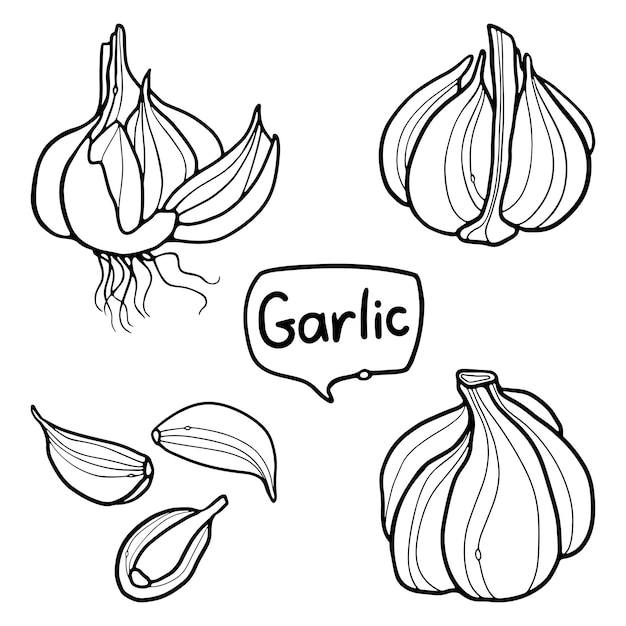 Garlic hand drawn outline doodle set premium vector