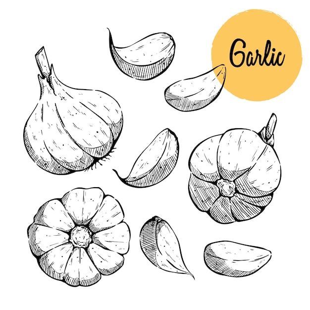 Garlic hand drawn vector illustration set Isolated Vegetable clove sliced pieces Engraved style