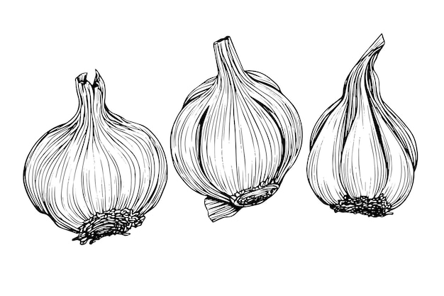 Teste d'aglio disegnate a mano schizzo di inchiostro incisione illustrazione vettoriale in stile vintage