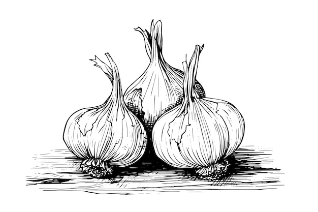 Garlic heads hand drawn ink sketch Engraving vintage style vector illustration