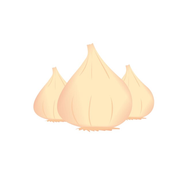 Garlic illustration