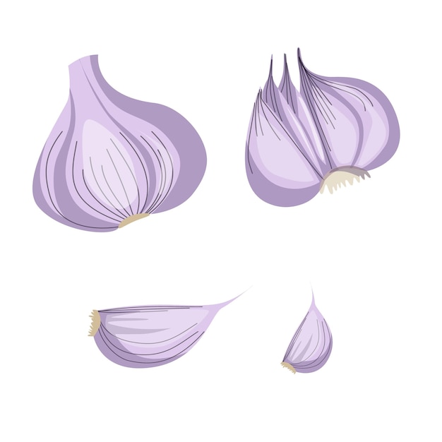 Vettore aglio isolato su uno sfondo bianco. illustrazione vettoriale di aglio rotto, spicchio d'aglio, bulbo di aglio in stile cartone animato.