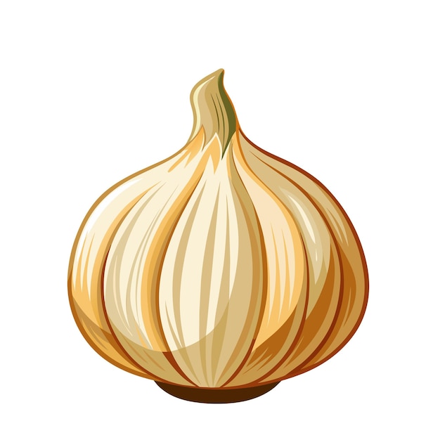 Vector garlic isolated on white background