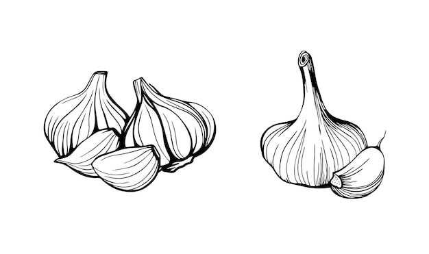 garlic isolated on white