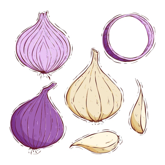 garlic and onion with colored hand drawing style