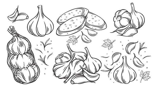 Garlic outline drawn monochrome icon set.