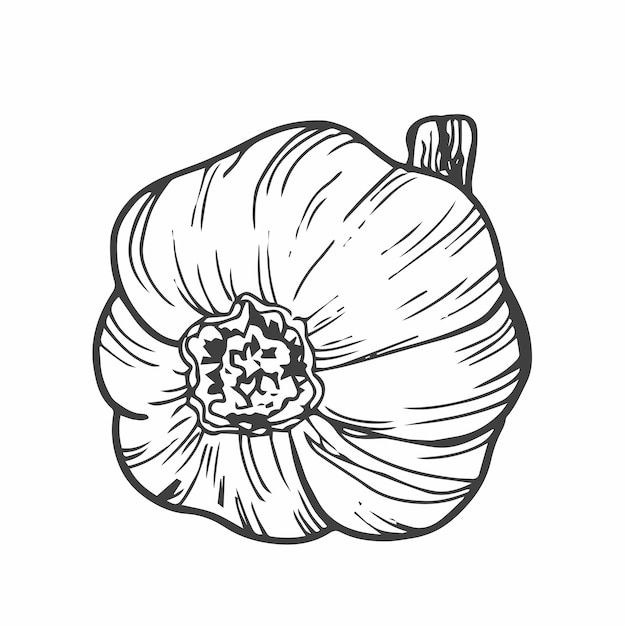 Garlic outline vector illustration Farm market product isolated vegetable doodle garlic sketch