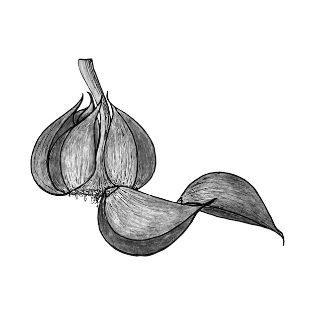 Garlic pencil hand drawing monochrome stylized