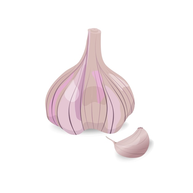Garlic realistic illustration closeup isolated on white background Concept for menu cafe icon market banner or label
