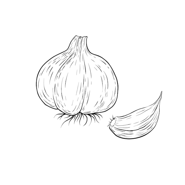 Vector garlic root plant hand drawn sketch vector illustration isolated on white