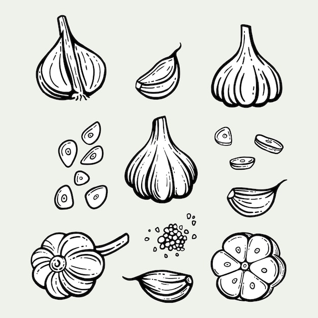 garlic set. hand drawn illustration of chopped garlic. isolated background.