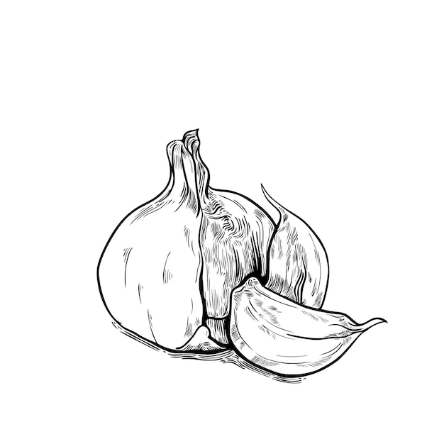 Garlic sketch drawing vector