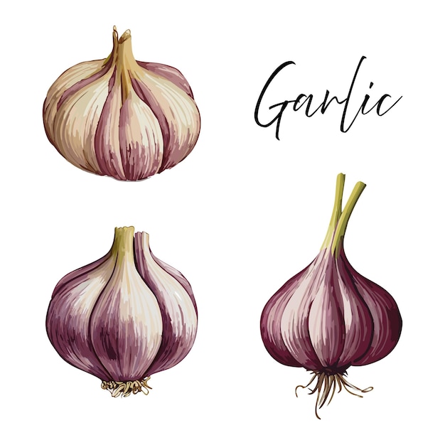 Garlic vector illustration