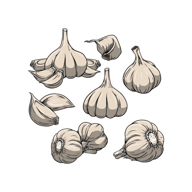 garlic vector illustration