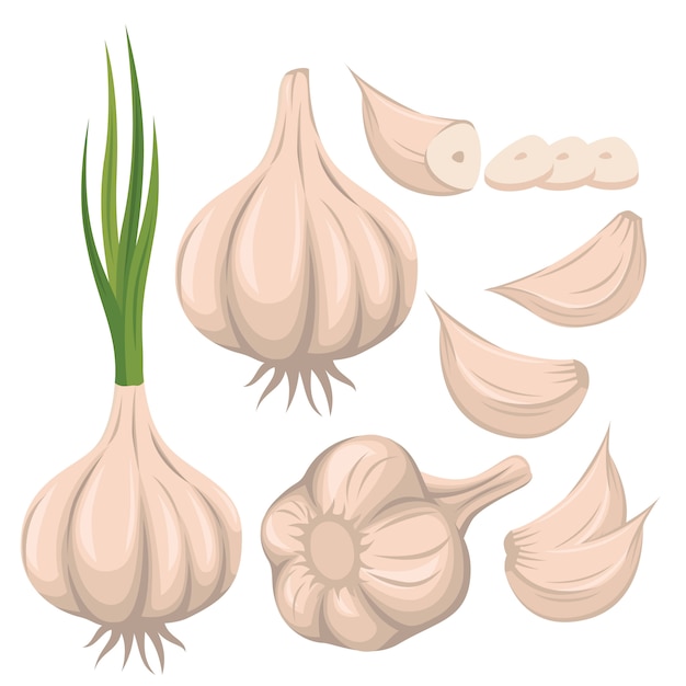 Vector garlic vector set illustration