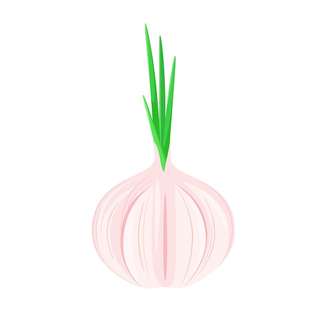 Vector garlic on a white background cartoon design