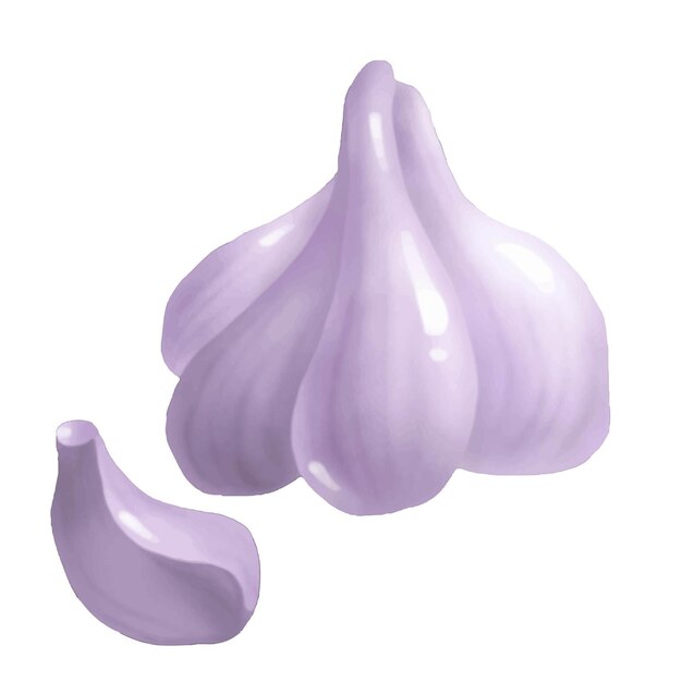 Vector garlic