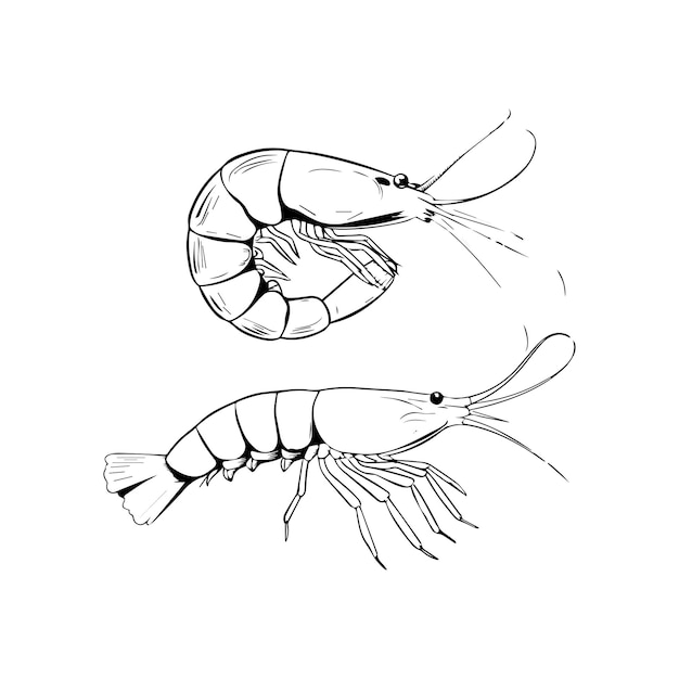 garnalen vector