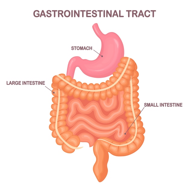 Gastrointestinal tract. intestines, guts, stomach  on white background. digestive tract. colon, bowel. medicine, biology .