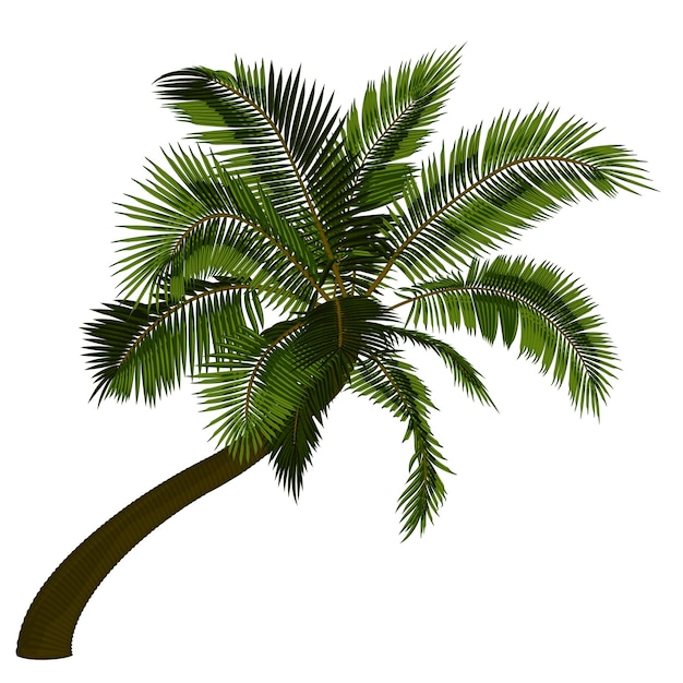 Gebogen kokosnoot palmboom Vector illustratie van scheve palmboom Afbeelding van tropische palmboomstam