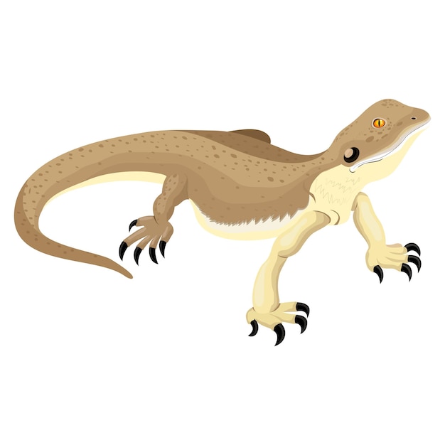 Gecko Colorful Vector