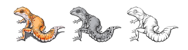 Gecko hagedis dier. Reptiel in het natuurlijke wild dat op witte achtergrond wordt geïsoleerd.