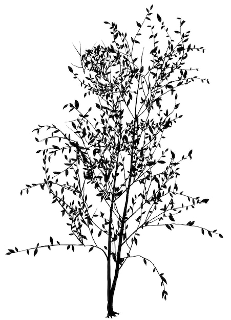 Gedetailleerd bladverliezende boom silhouet