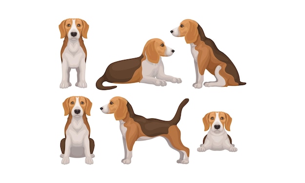 Gedetailleerde beagle-hond in verschillende poses vector set jachthond met bruinwitte vacht en lange oren