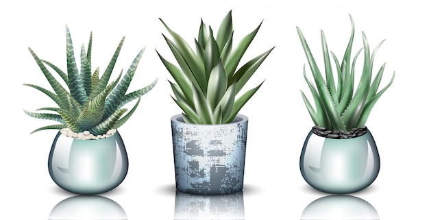 Gedetailleerde collectie aloë vera planten